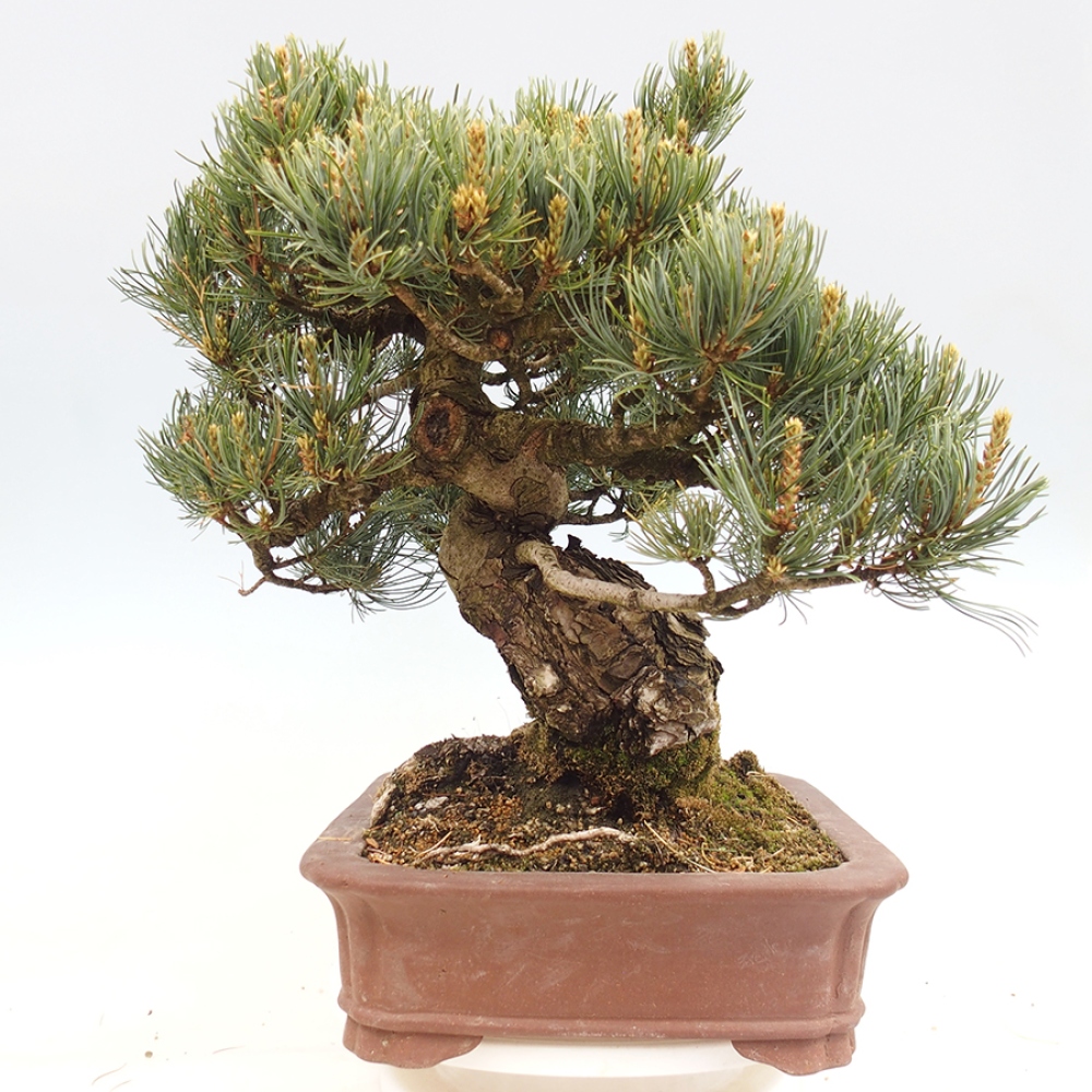 Outdoor bonsai - Pinus parviflora - Pinus parviflora