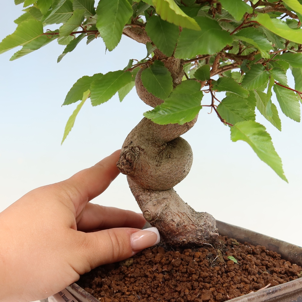 Outdoor bonsai -Carpinus coreana - Korean Hornbeam