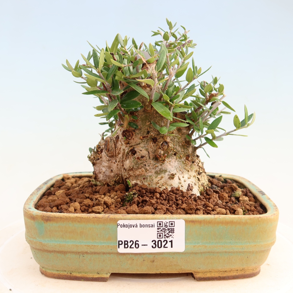 Indoor bonsai - Olea europaea sylvestris