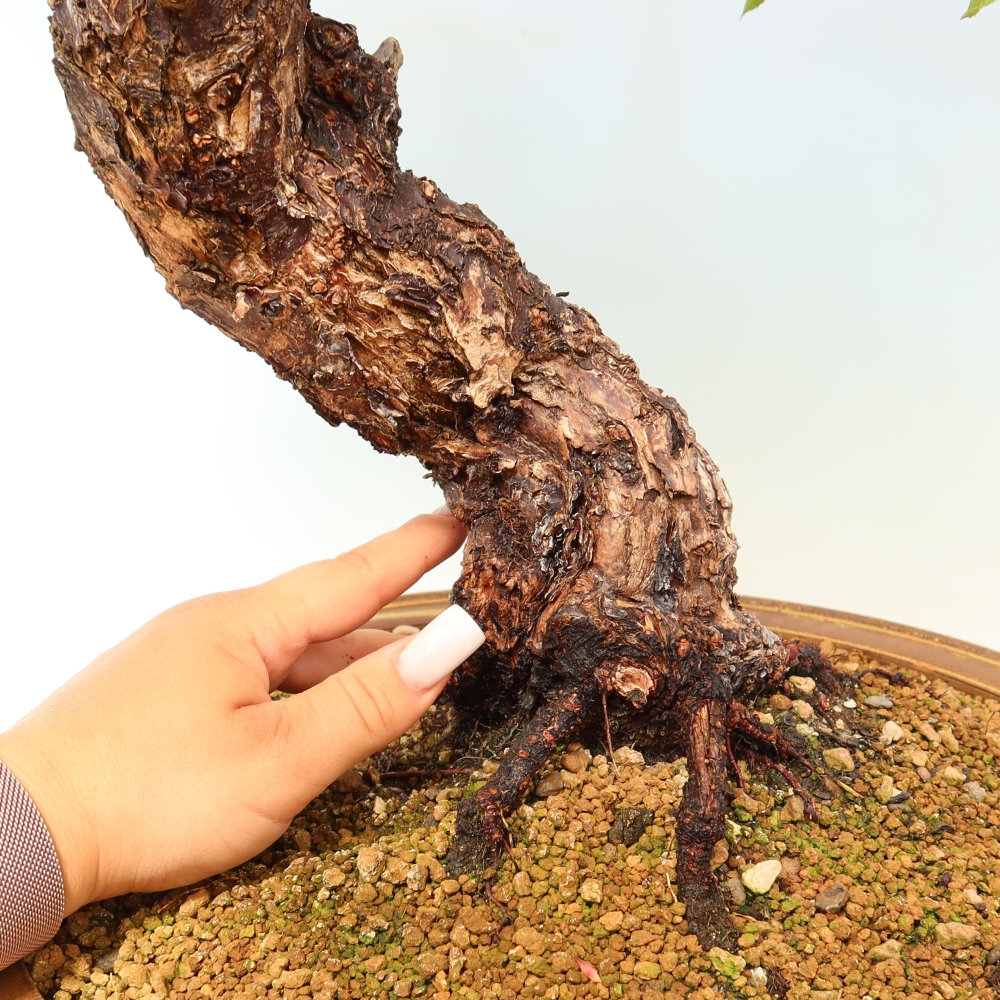Outdoor Bonsai - Japanese Apricot - Prunus Mume