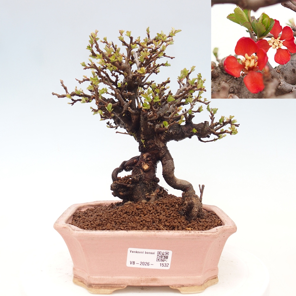 Outdoor bonsai - Chaneomeles speciosa - Quince