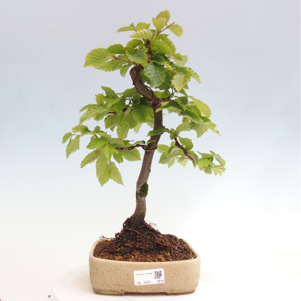Outdoor bonsai - Hornbeam - Carpinus betulus