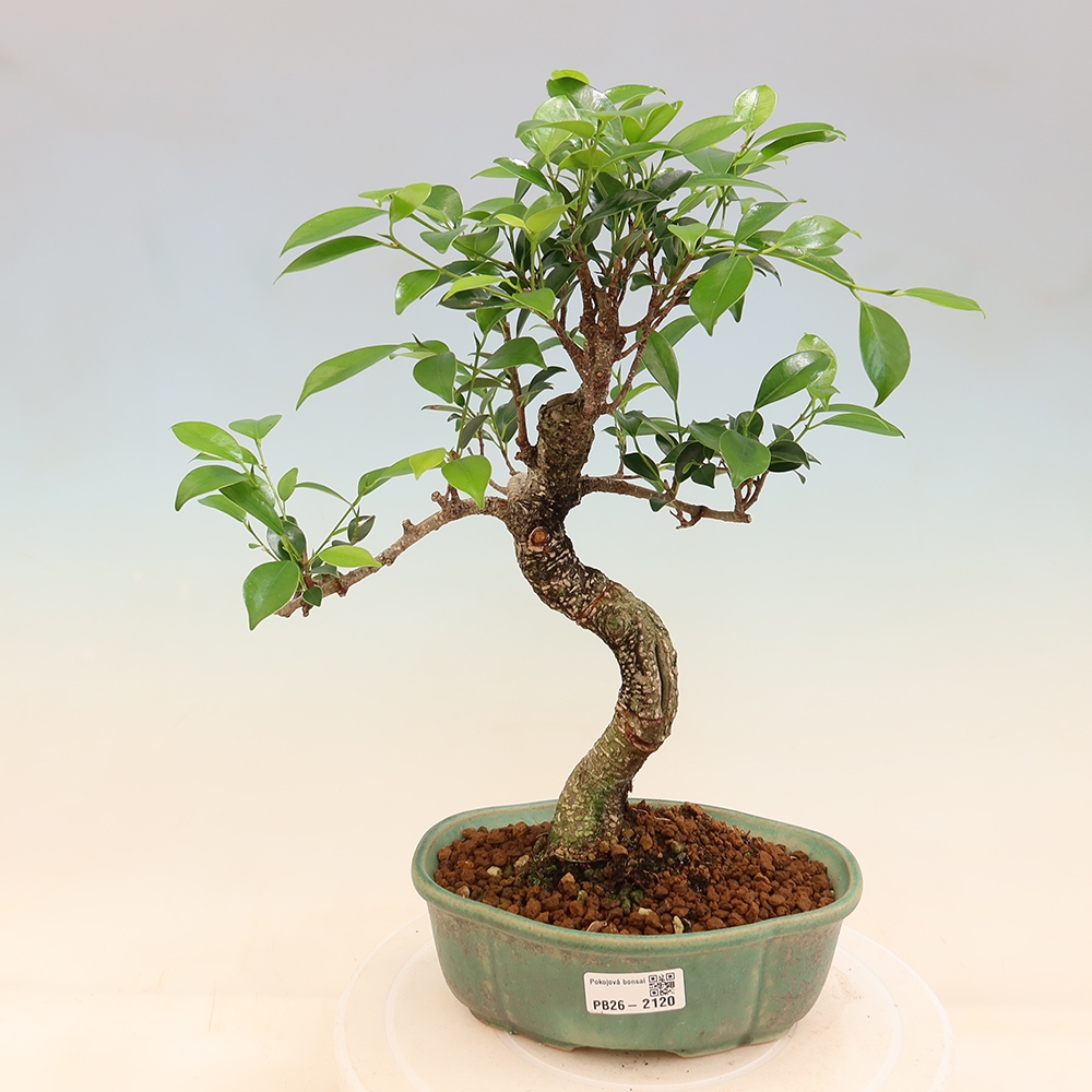 Room bonsai - Ficus retusa - small-leaved ficus