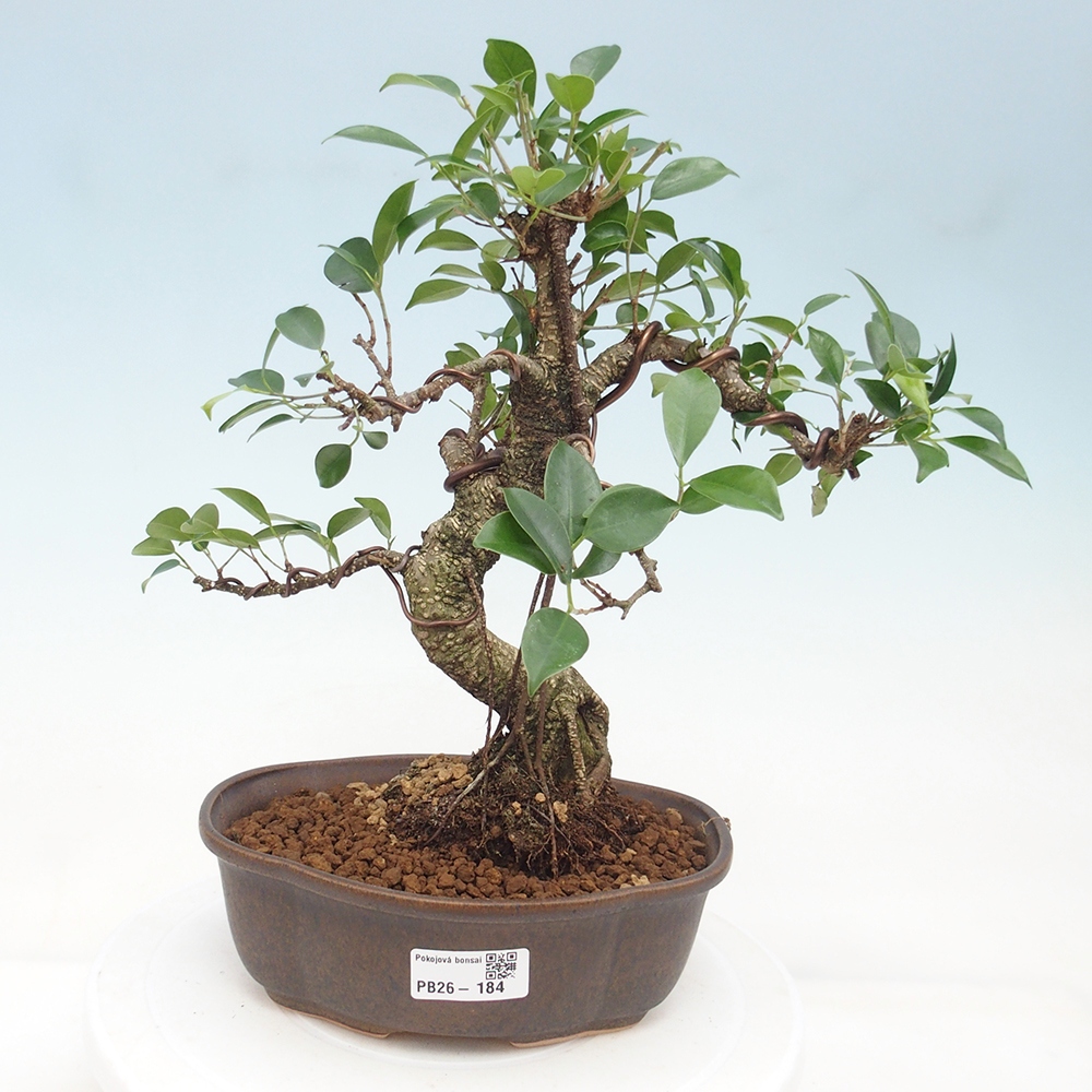 Room bonsai - Ficus retusa - small-leaved ficus