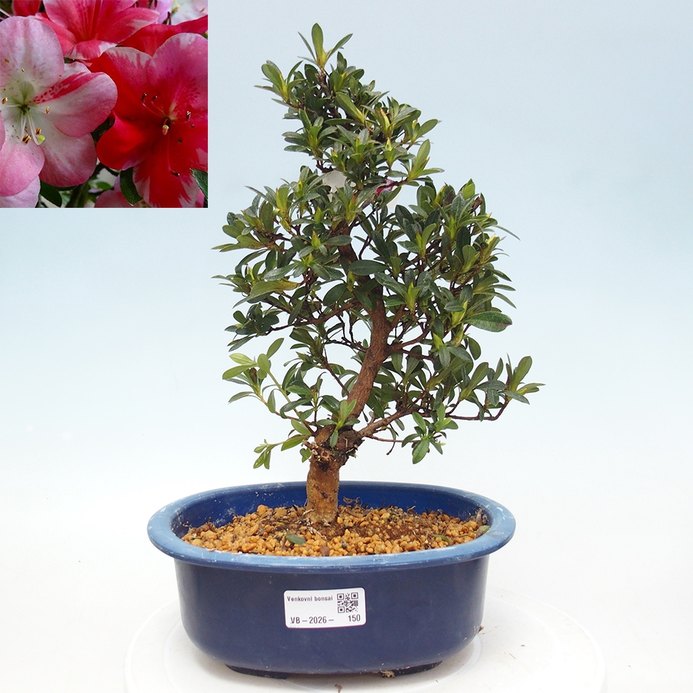 Outdoor bonsai - Japanese Azalea - Azalea Santoka