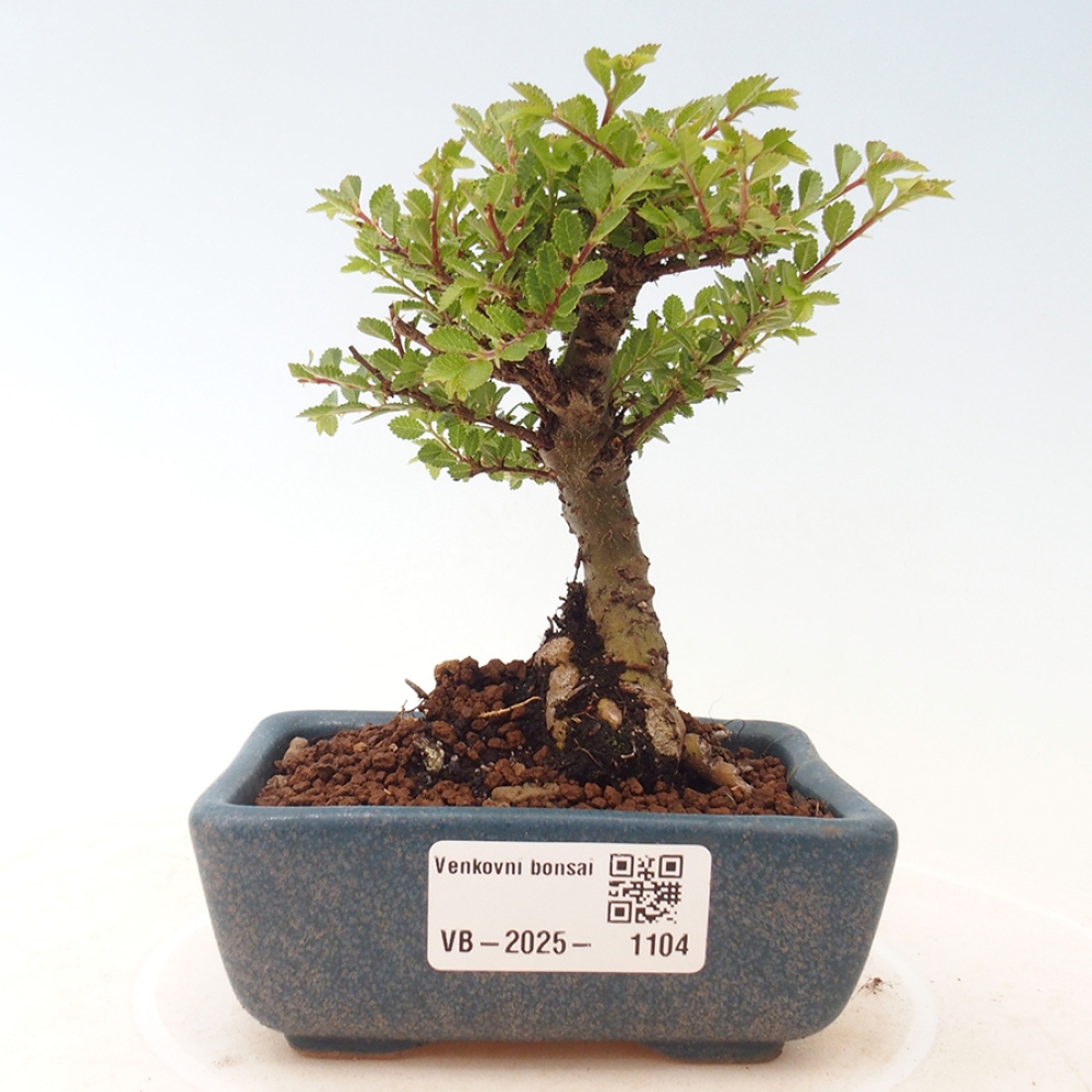 Outdoor bonsai - Ulmus parvifolia Sagei - Small-leaved elm