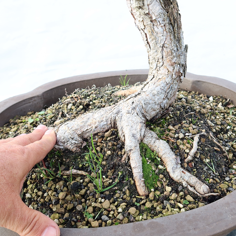 Pinus sylvestris Spain - Scots pine