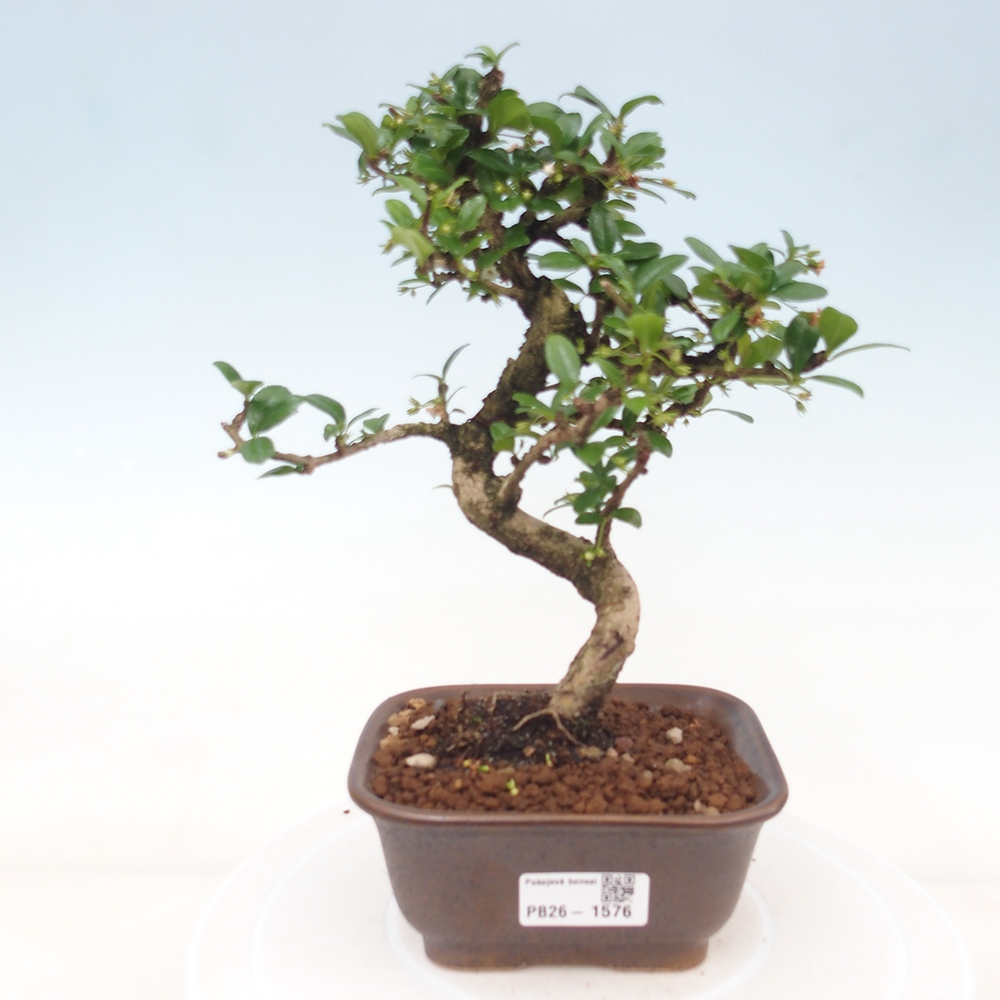 Room bonsai - Carmona macrophylla - Tea fuki