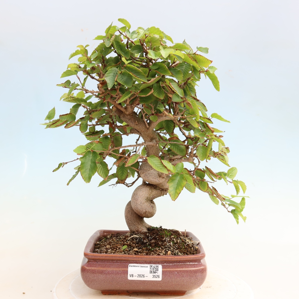 Outdoor bonsai -Carpinus CARPINOIDES - Korean Hornbeam