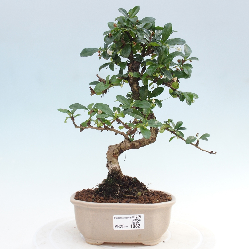 Indoor bonsai - Carmona macrophylla - Fuki tea