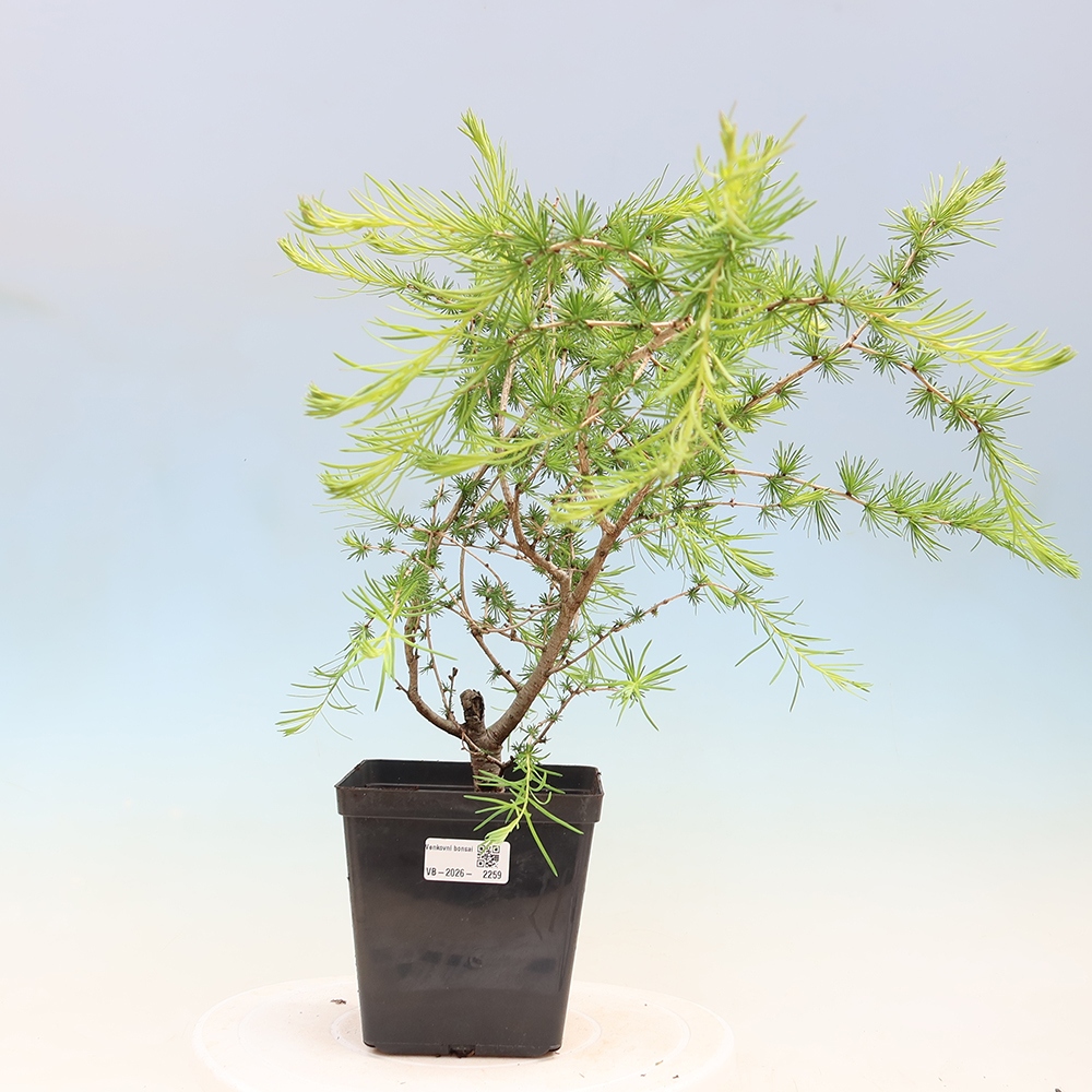 Outdoor bonsai -Larix decidua - Larch