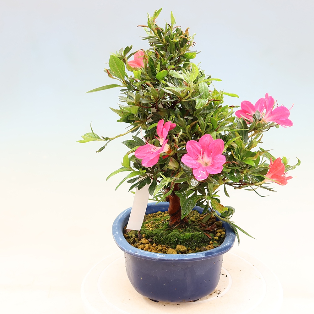Outdoor bonsai - Japanese Azalea - Azalea Beniko