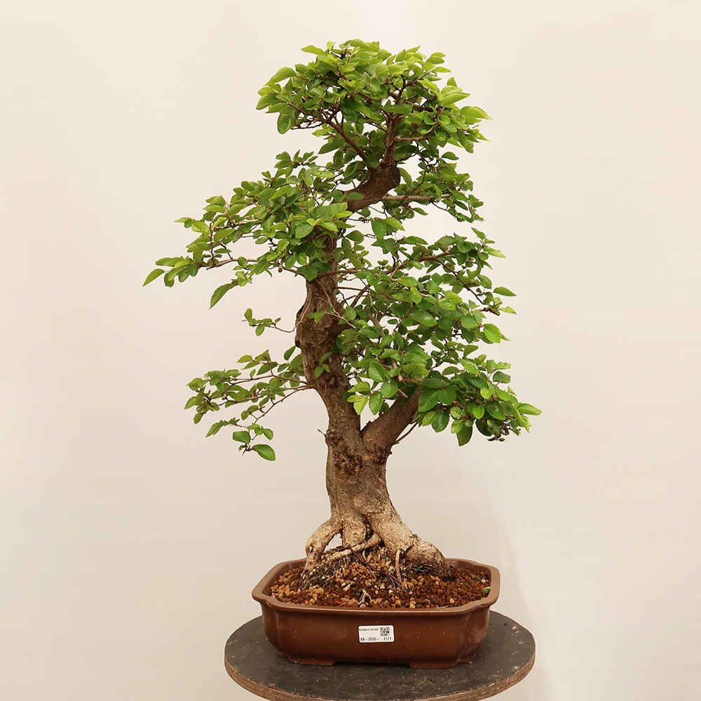Outdoor bonsai - Carpinus Coreana - Korean hornbeam