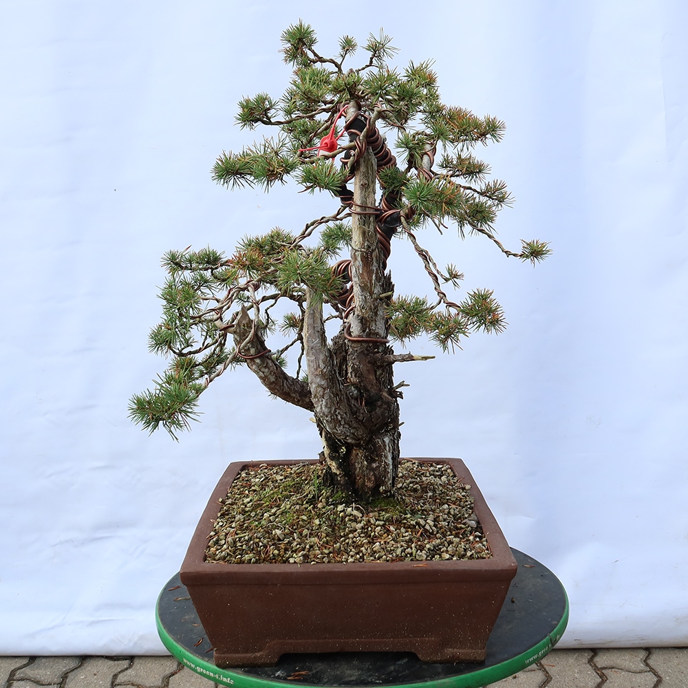 Pinus sylvestris Spain - Scots pine
