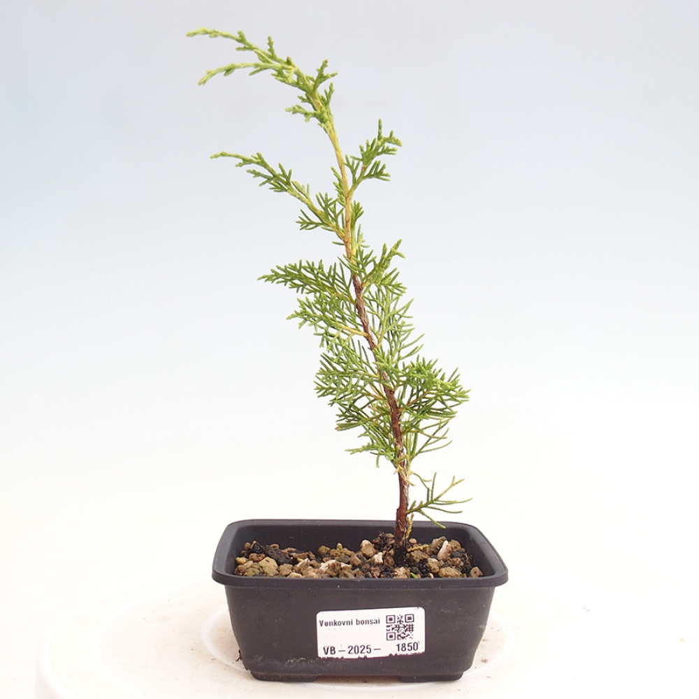 Outdoor bonsai - Juniperus chinensis Itoigawa - Chinese juniper