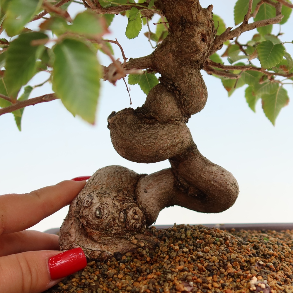 Outdoor bonsai -Carpinus coreana - Korean Hornbeam