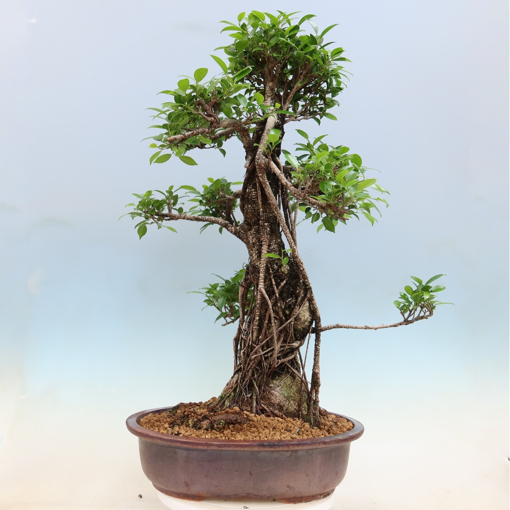 Room bonsai - Ficus kimmen - small-leaved ficus
