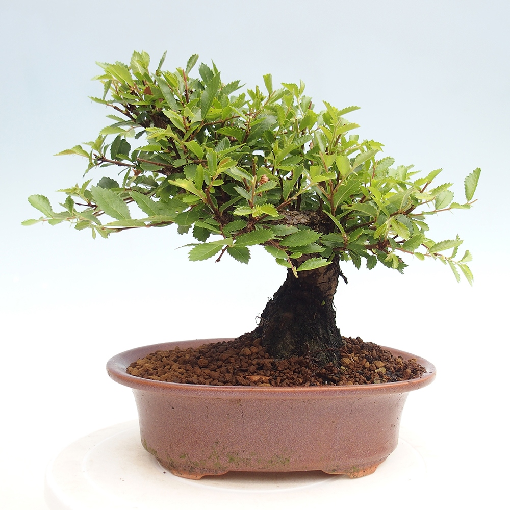Outdoor bonsai - Zelkova - Zelkova NIRE