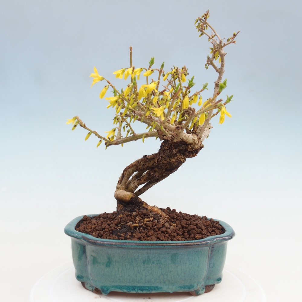 Outdoor bonsai - Zlatice - Forsythia koreana