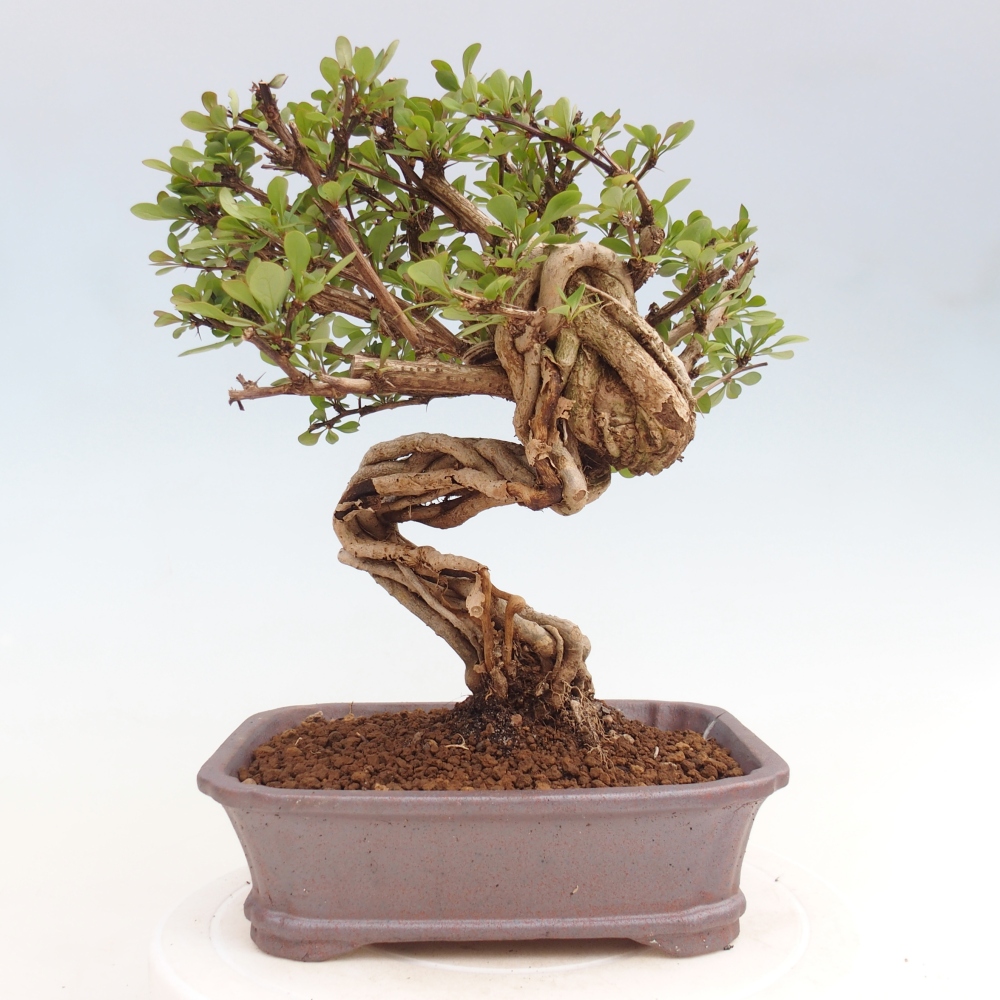Outdoor bonsai - Berberis coreana