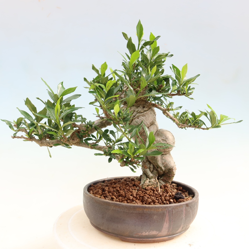 Indoor Bonsai - Gardenia jasminoides - Gardenia