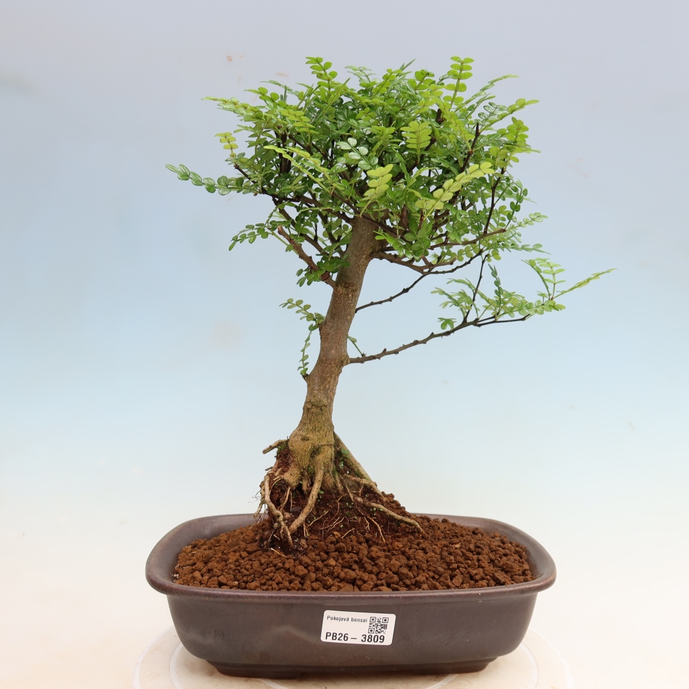 Room bonsai - Zantoxylum piperitum - pepper tree