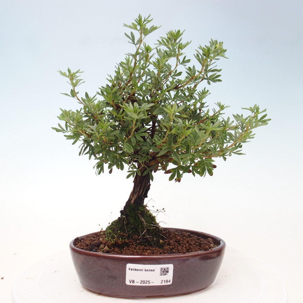 Outdoor bonsai-Cinquefoil - Potentila fruticosa yellow Bird