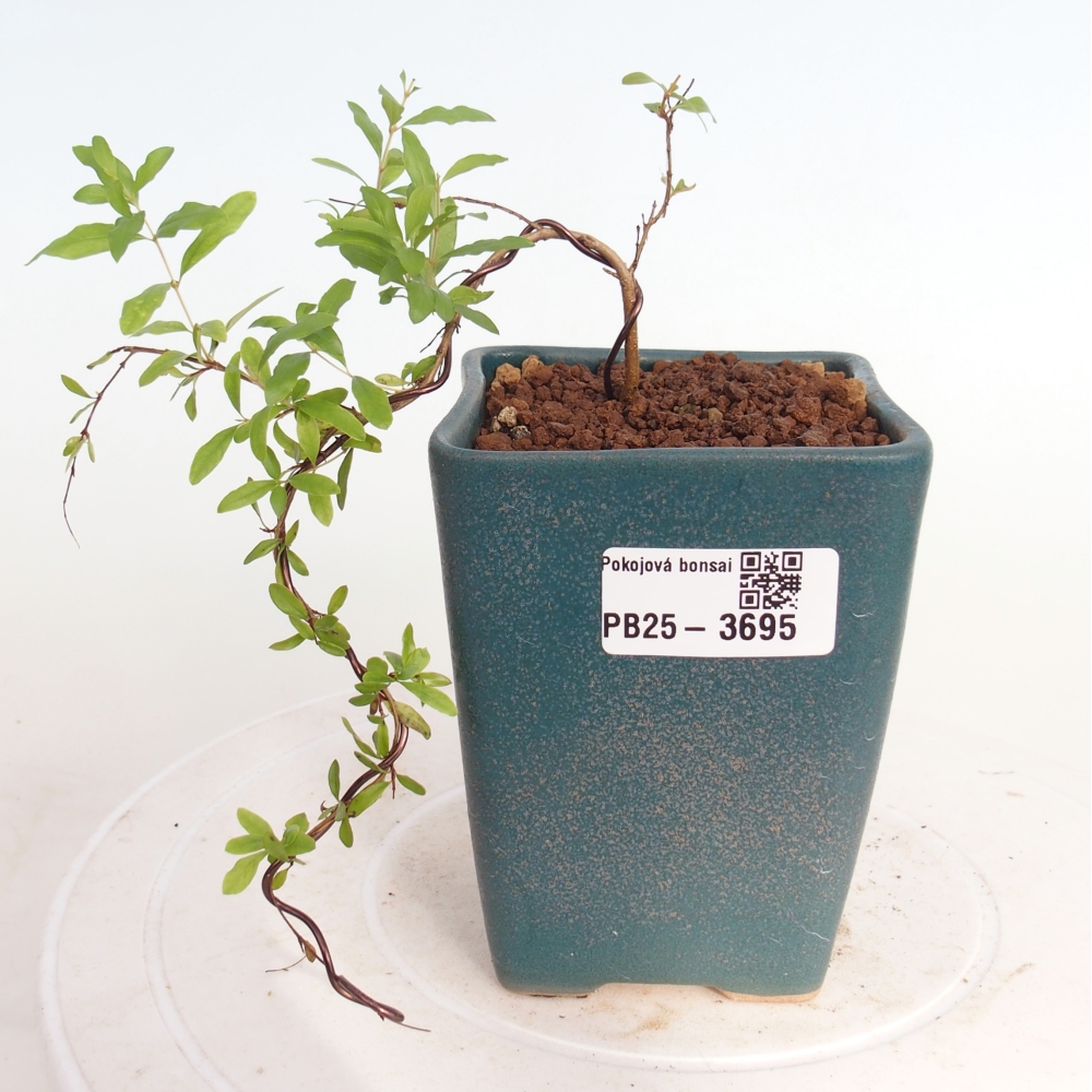 Room bonsai-PUNICA granatum nana-Granate apple