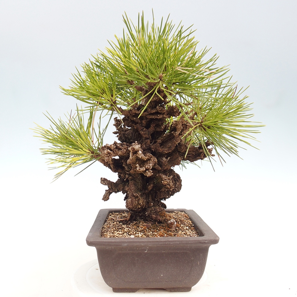 Outdoor bonsai - Pinus thunbergii - Thunberg pine