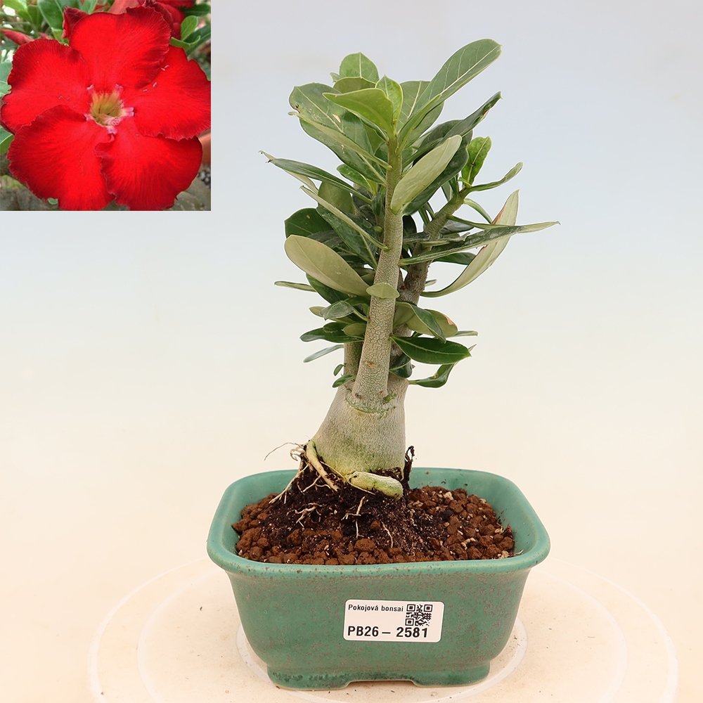 Indoor Bonsai - Adenium obesum Red Star - Desert Rose