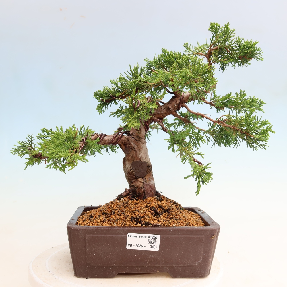 Outdoor Bonsai - Juniperus chinensis Itoigawa - Chinese Juniper