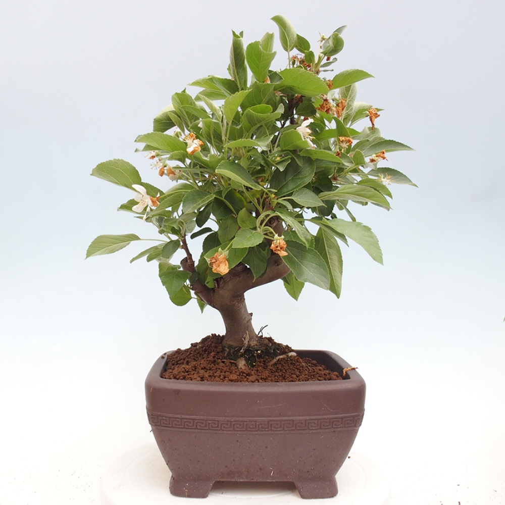 Outdoor bonsai - Malus halliana - Small-fruited apple tree