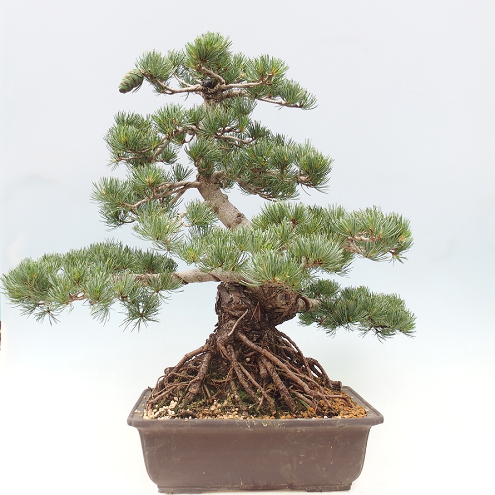 Outdoor bonsai - Pinus parviflora - Pinus parviflora