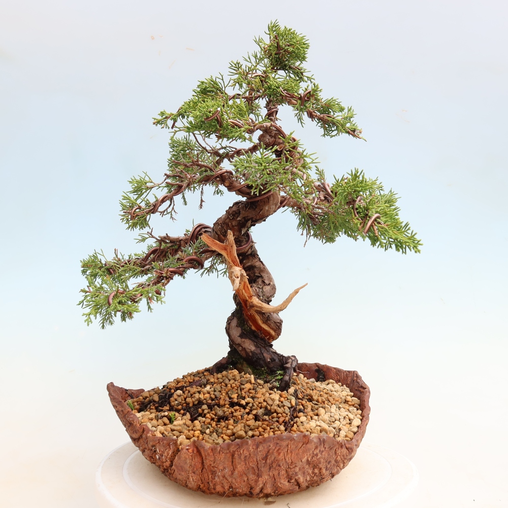 Outdoor Bonsai - Juniperus chinensis Itoigawa - Chinese Juniper