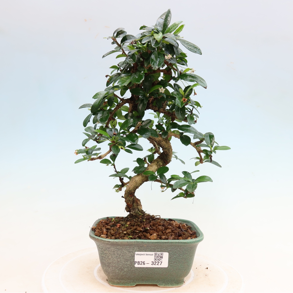 Room bonsai - Carmona macrophylla - Tea fuki