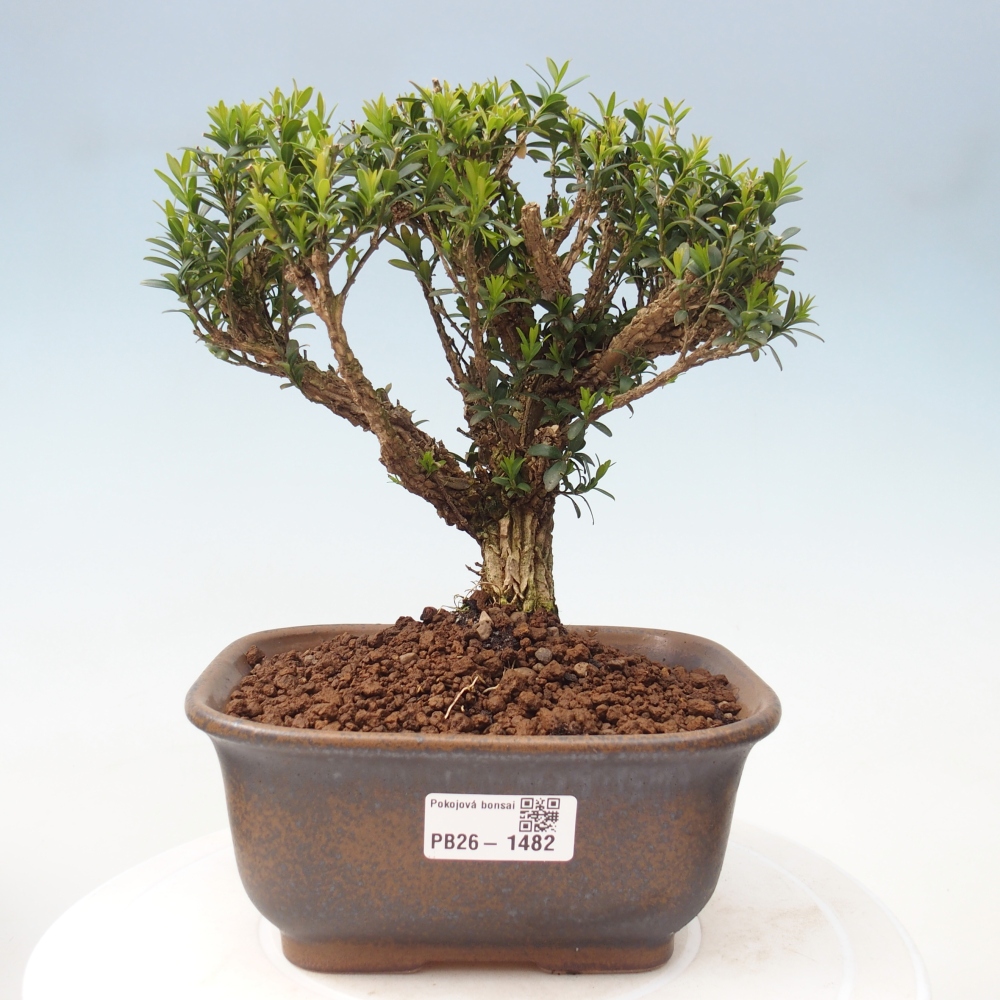 Room bonsai - Buxus harlandii - cork buxus