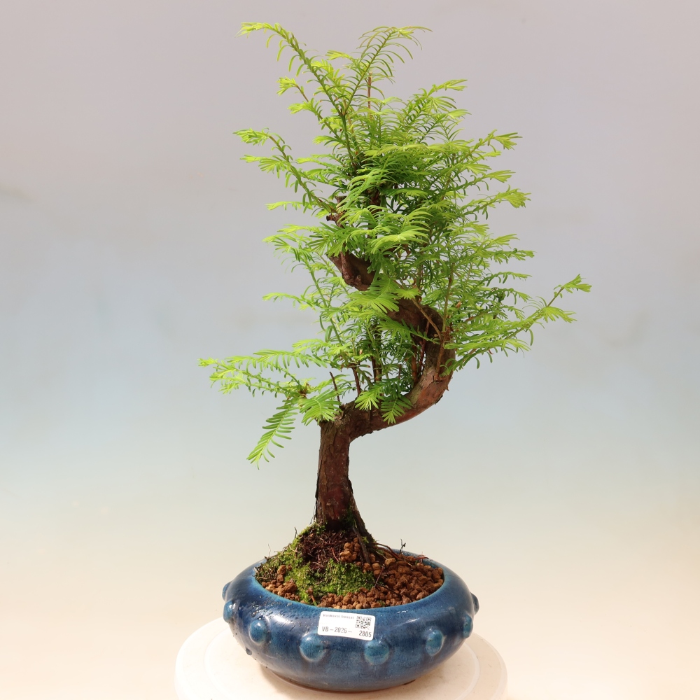 Outdoor bonsai - Metasequoia glyptostroboides - Chinese Metasequoia