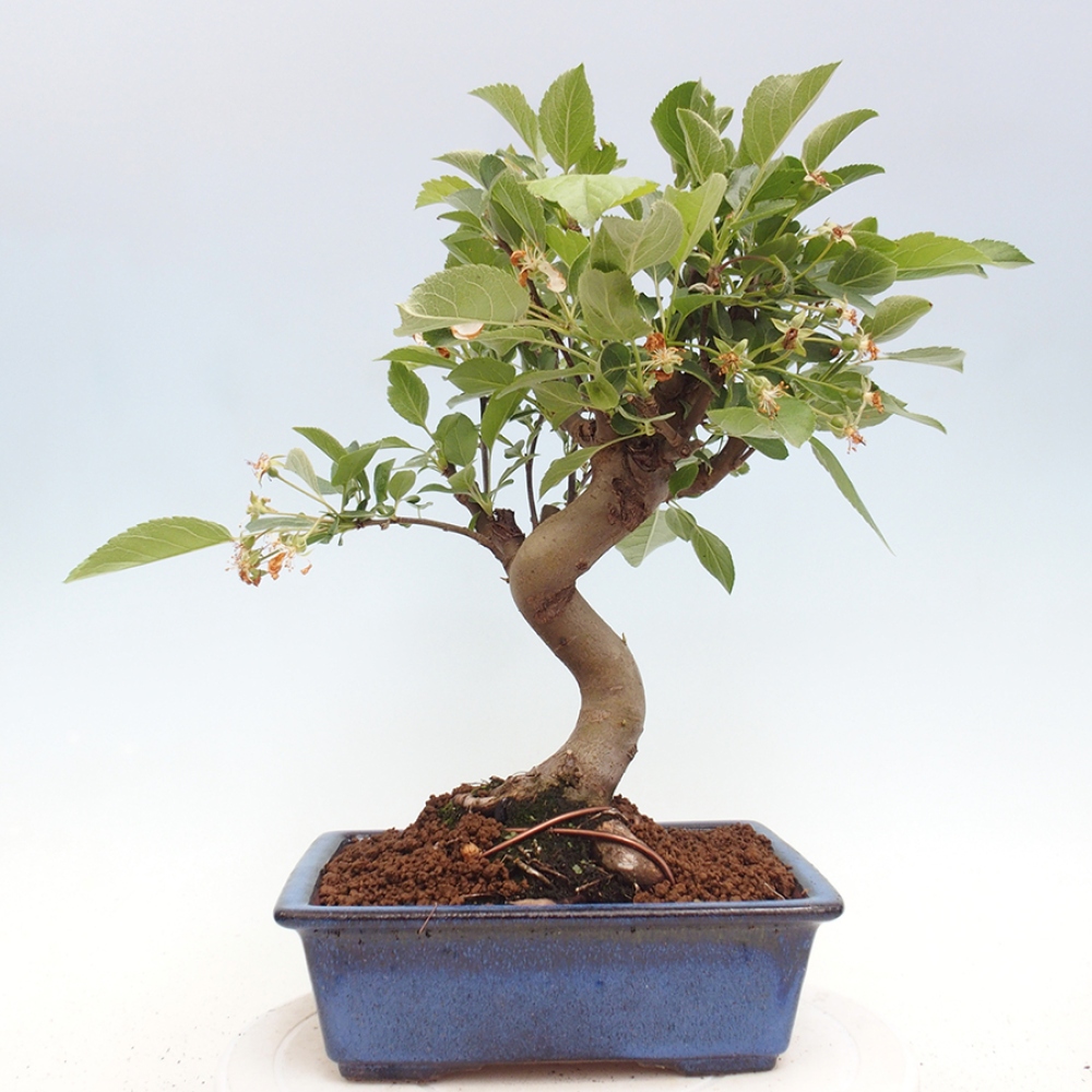 Outdoor bonsai - Malus halliana - Small-fruited apple tree