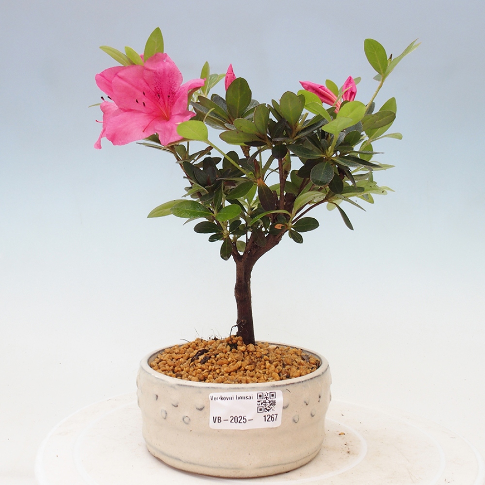 Outdoor bonsai - Japanese azalea - Azalea sp.