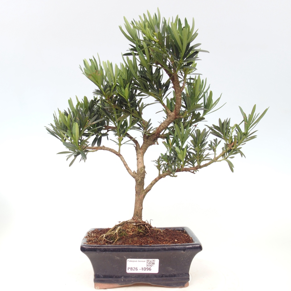 Room bonsai - Podocarpus - Stone Yew