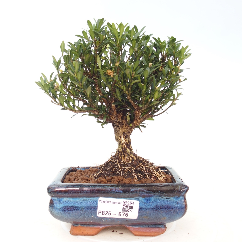 Room bonsai - Buxus harlandii - cork buxus