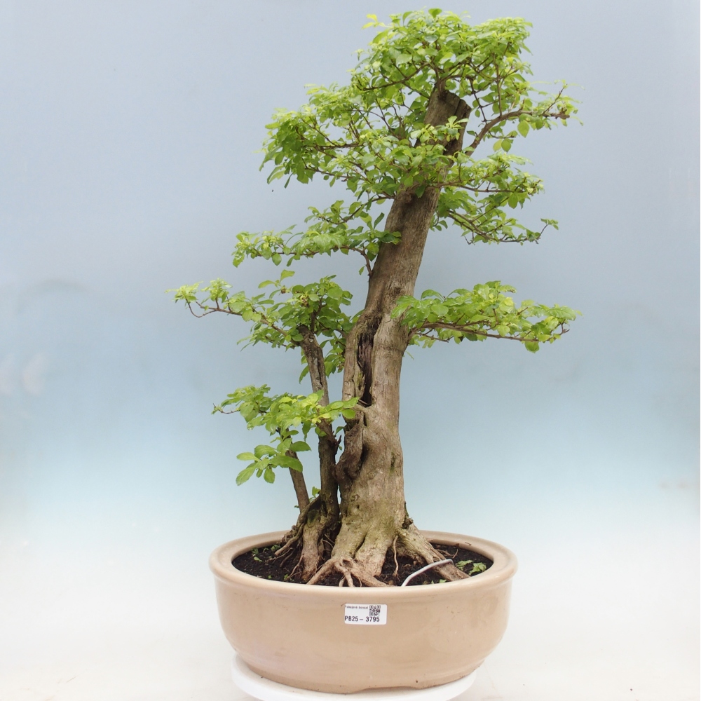 Room bonsai - Duranta erecta Aurea - PERSONAL COLLECTION ONLY or pallet transport