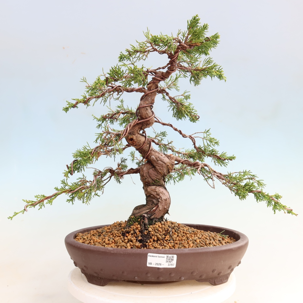 Outdoor Bonsai - Juniperus chinensis Itoigawa - Chinese Juniper