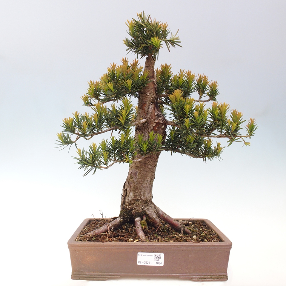 Outdoor bonsai - Taxus cuspidata - Japanese yew