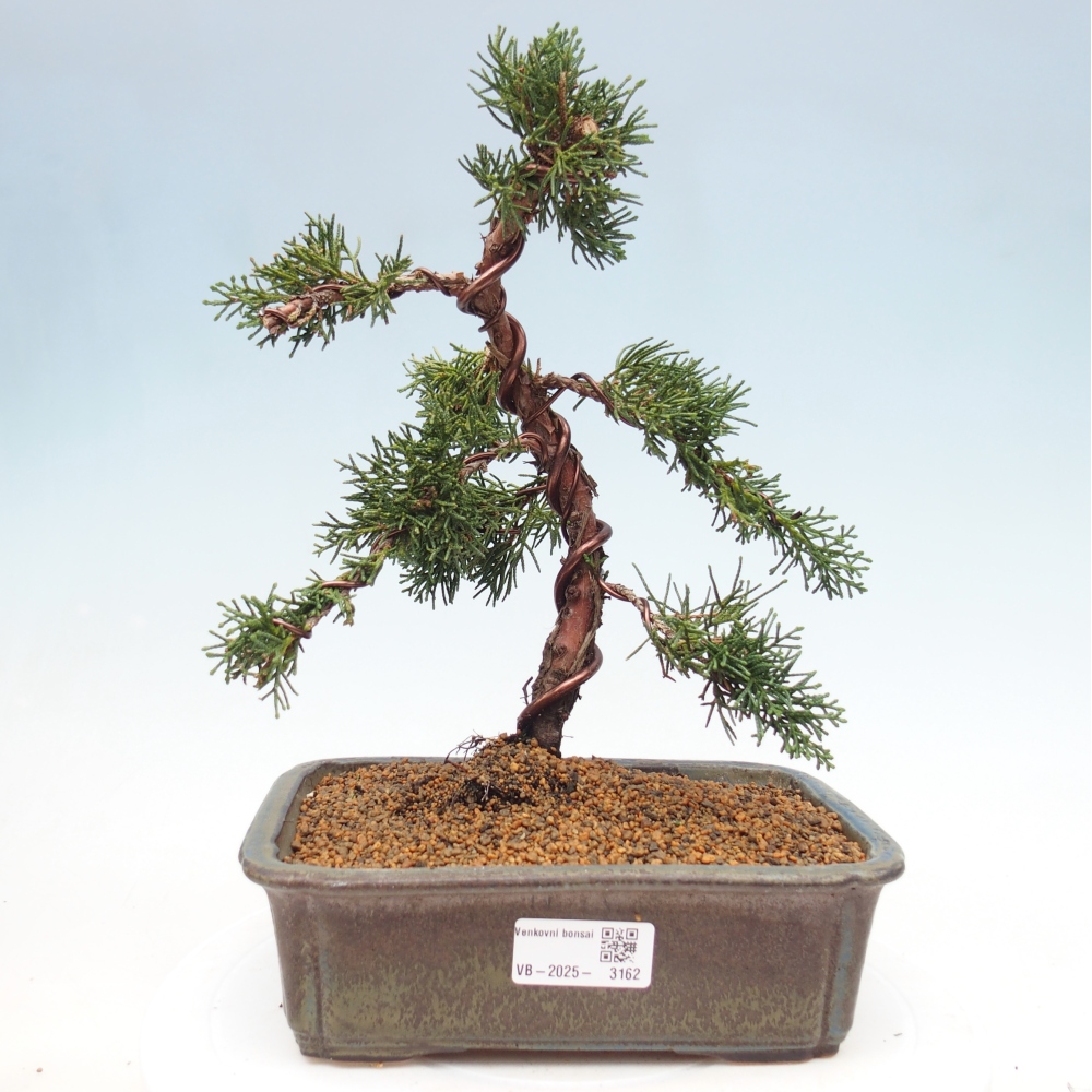 Outdoor bonsai - Juniperus chinensis Kishu - Chinese juniper