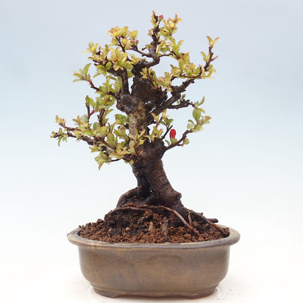 Outdoor bonsai - Chaneomeles speciosa - Quince
