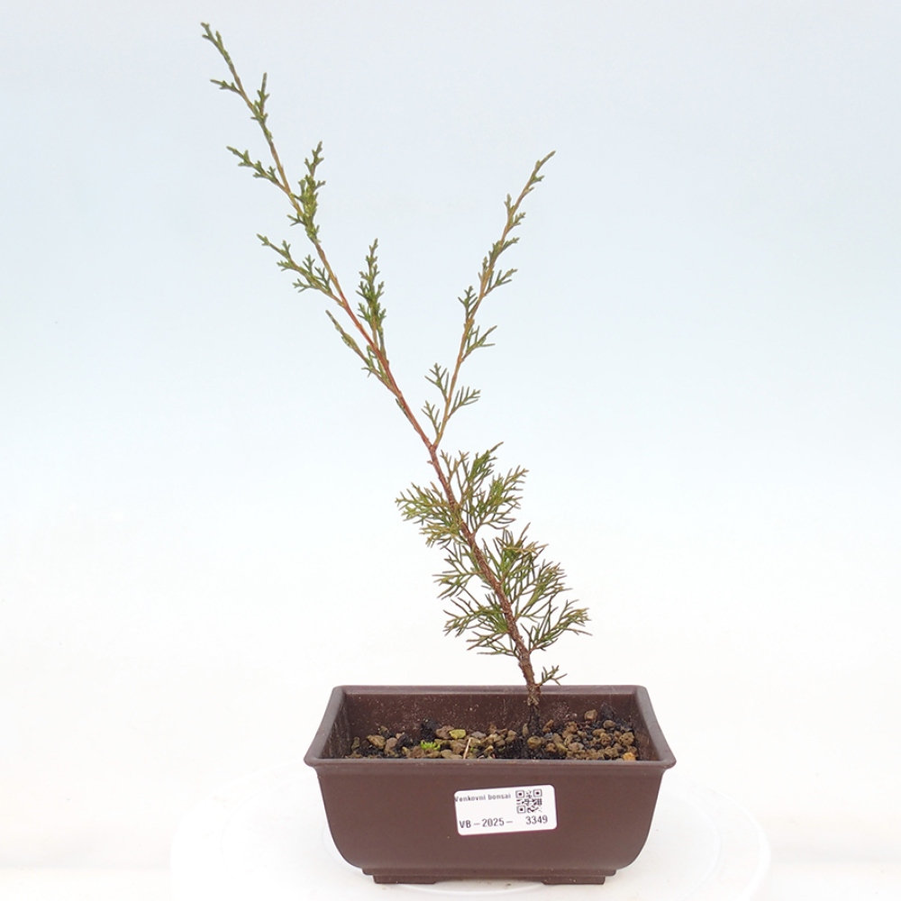 Outdoor bonsai - Juniperus chinensis Itoigawa - Chinese juniper