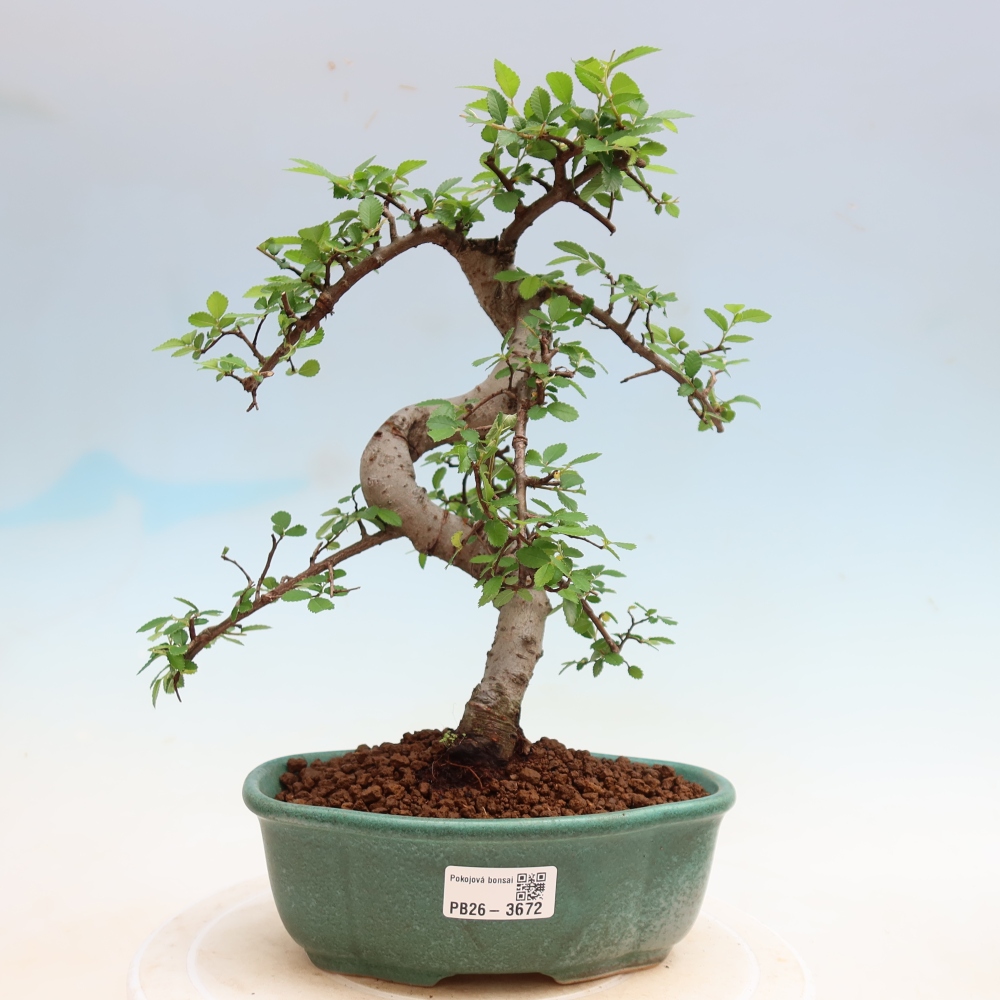 Room bonsai - Ulmus parvifolia - Small-leaved elm
