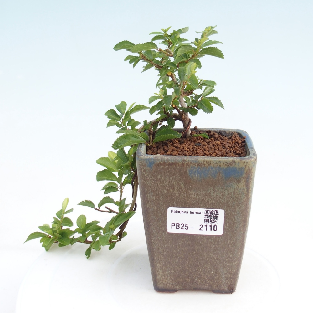 Indoor bonsai - Grewia occidentalis - Lavender star