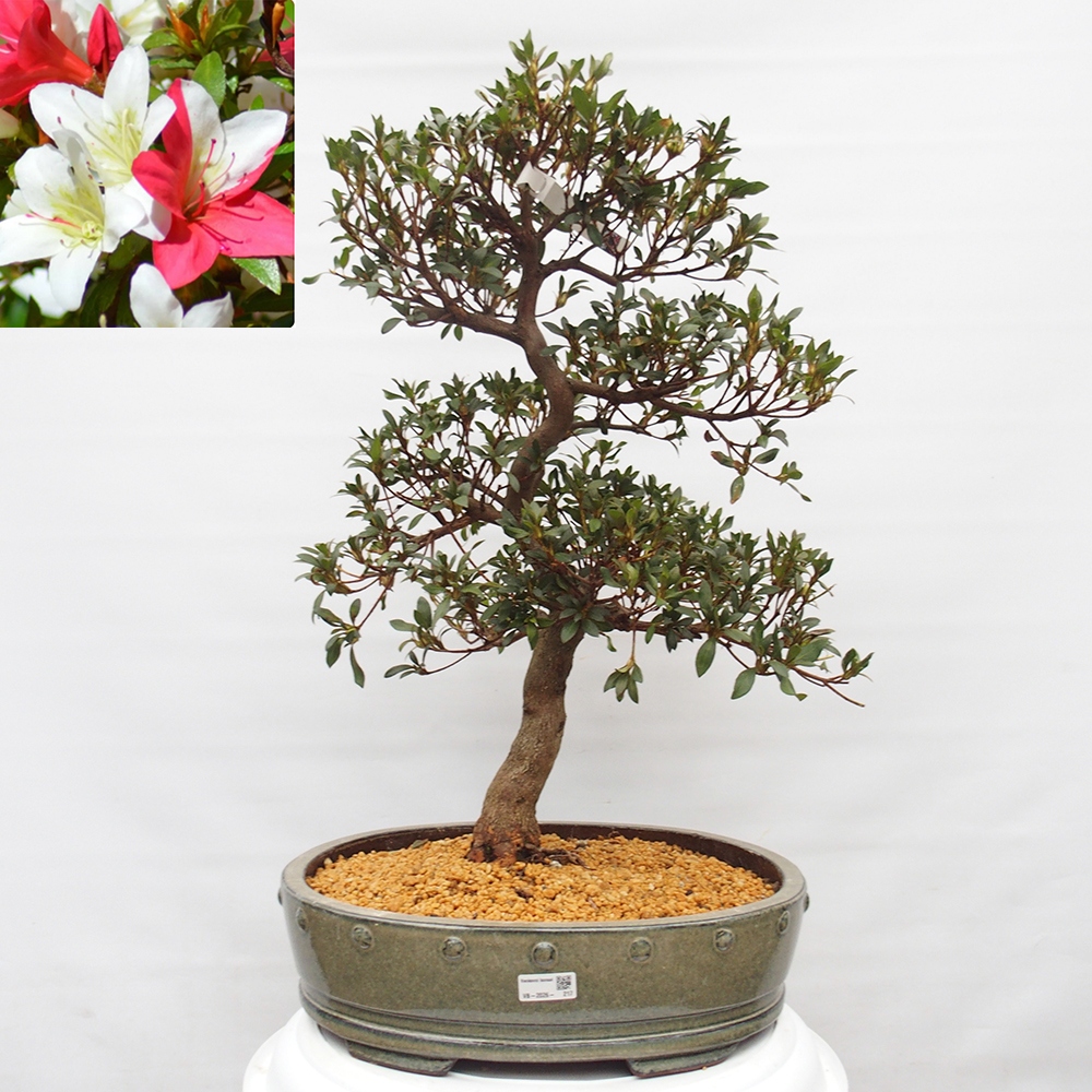 Outdoor bonsai - Japanese azalea - Azalea CHIHIRO